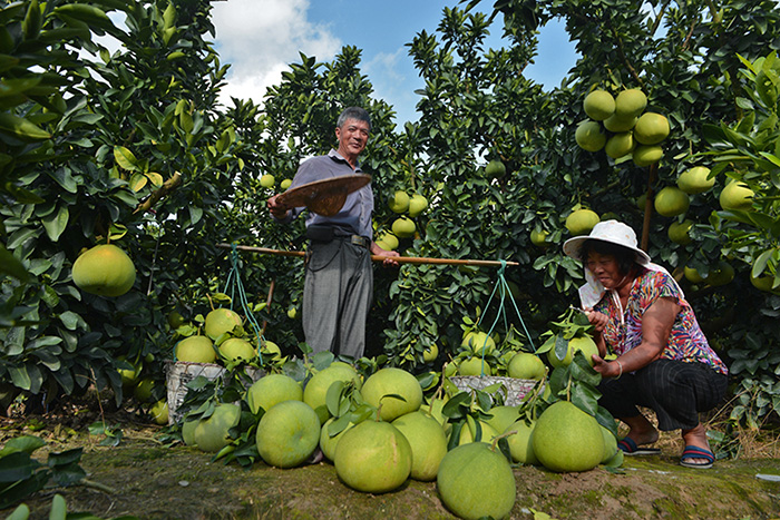 秋收的中國(guó)，你想象不到的美！但更美的是&hellip;&hellip;
