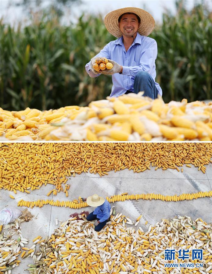 #（新華全媒頭條&middot;圖文互動(dòng)）（11）最年輕的節(jié)日 最悠久的牽念&mdash;&mdash;寫(xiě)給首個(gè)中國(guó)農(nóng)民豐收節(jié)