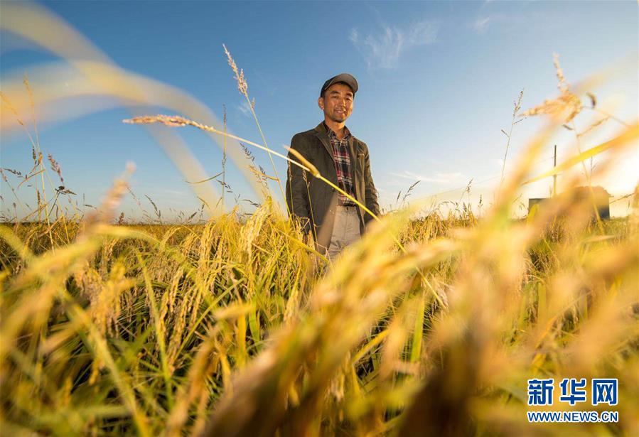 （豐收的味道）（圖文互動(dòng)）（2）稻人有道&mdash;&mdash;種糧大戶(hù)李學(xué)明的十余年堅(jiān)守