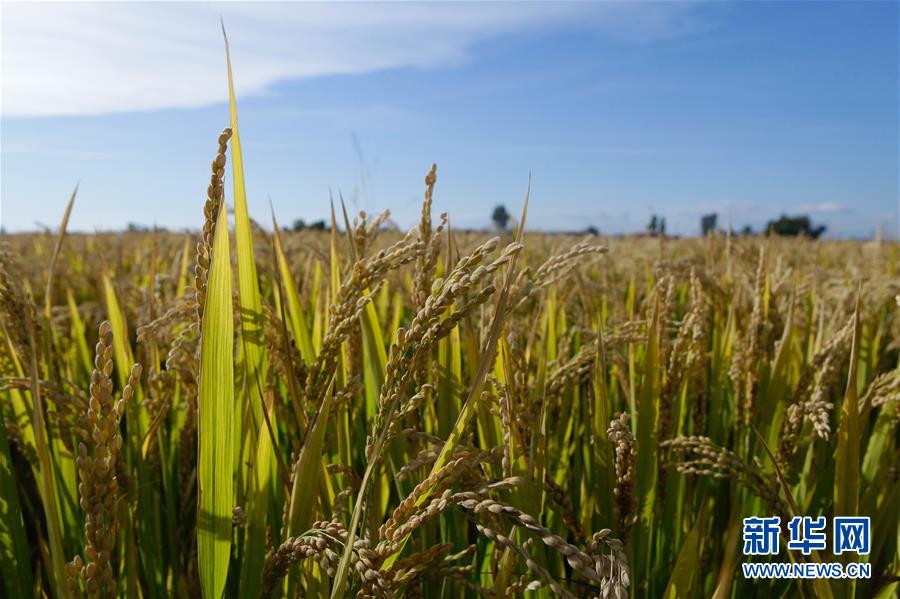 （豐收的味道&middot;圖文互動）（2）產糧大縣的&ldquo;豐收表情&rdquo;&mdash;&mdash;吉林水稻主產區(qū)輝南走訪見聞