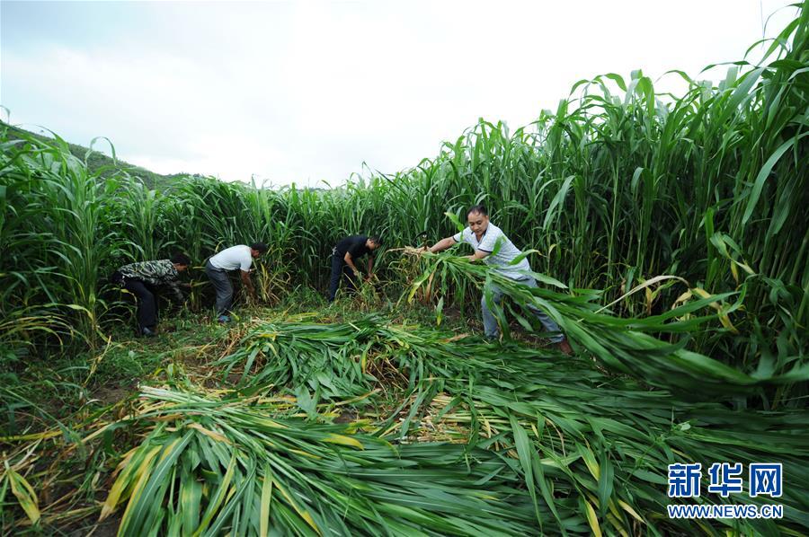 (在習(xí)近平新時(shí)代中國(guó)特色社會(huì)主義思想指引下——新時(shí)代新作為新篇章·圖文互動(dòng))(6)三年村干部 一世農(nóng)村情——記貴州石阡農(nóng)村扶貧干部