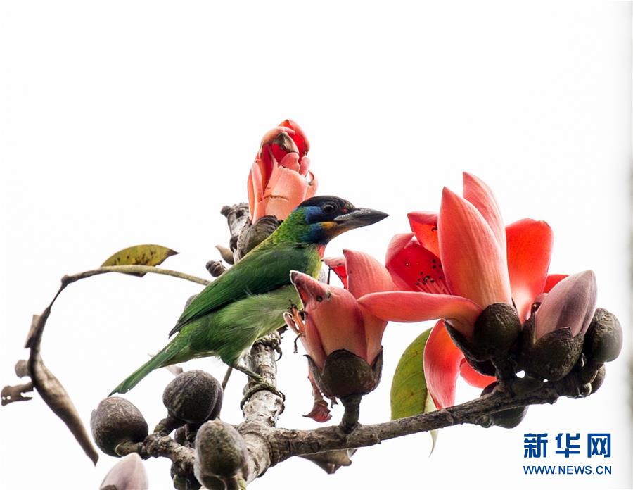 (新華全媒頭條·圖文互動(dòng))(3)歸來(lái)的雨林