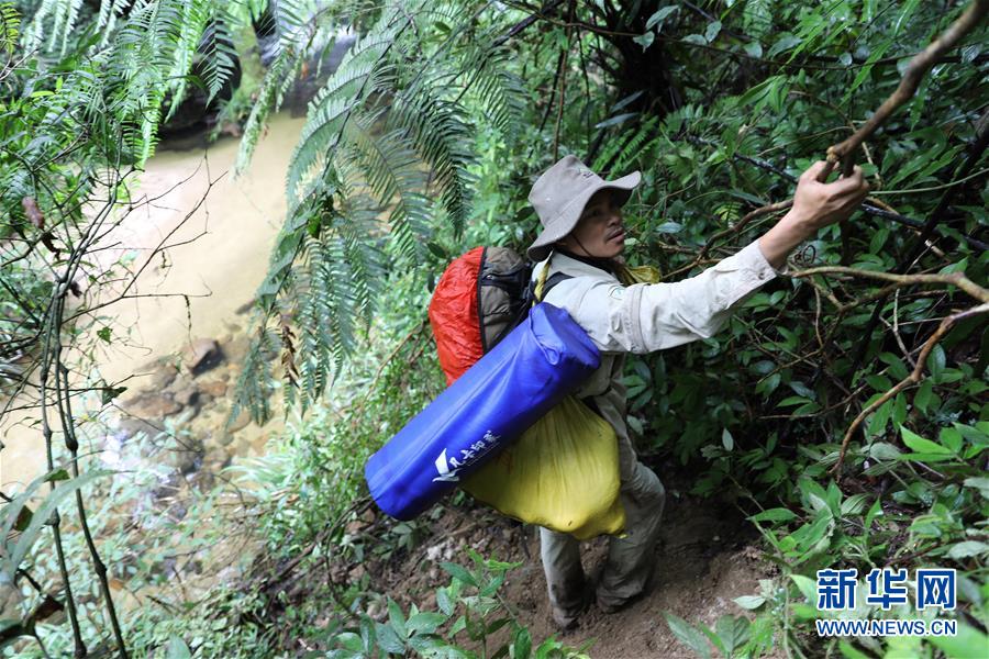 (新華全媒頭條·圖文互動(dòng))(10)歸來(lái)的雨林