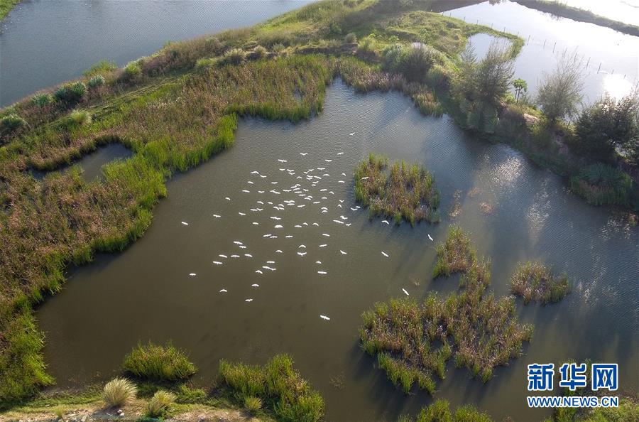 （圖文互動&middot;百城百縣百企調(diào)研行）（5）&ldquo;濕地?？?rdquo;的生態(tài)文明建設(shè)實(shí)踐