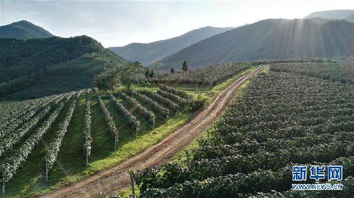 （百城百縣百企調(diào)研行&middot;圖文互動(dòng)）（7）吉林集安：邊陲&ldquo;綠色明珠&rdquo;為何如此閃亮？