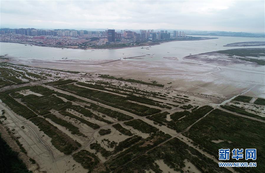 (新華視點·圖文互動)(1)福建10名黨員干部被問責(zé)的背后:7部門十余次執(zhí)法未能有效制止泉州灣濕地圍墾行為