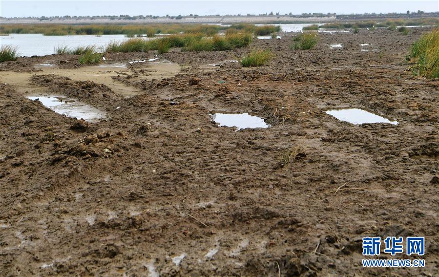 (新華視點·圖文互動)(2)福建10名黨員干部被問責(zé)的背后:7部門十余次執(zhí)法未能有效制止泉州灣濕地圍墾行為