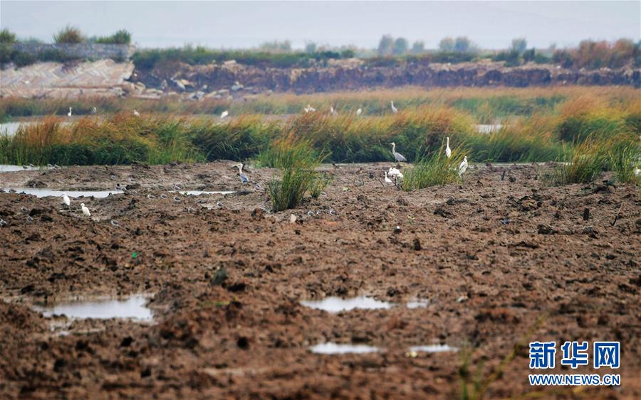 (新華視點·圖文互動)(3)福建10名黨員干部被問責(zé)的背后:7部門十余次執(zhí)法未能有效制止泉州灣濕地圍墾行為
