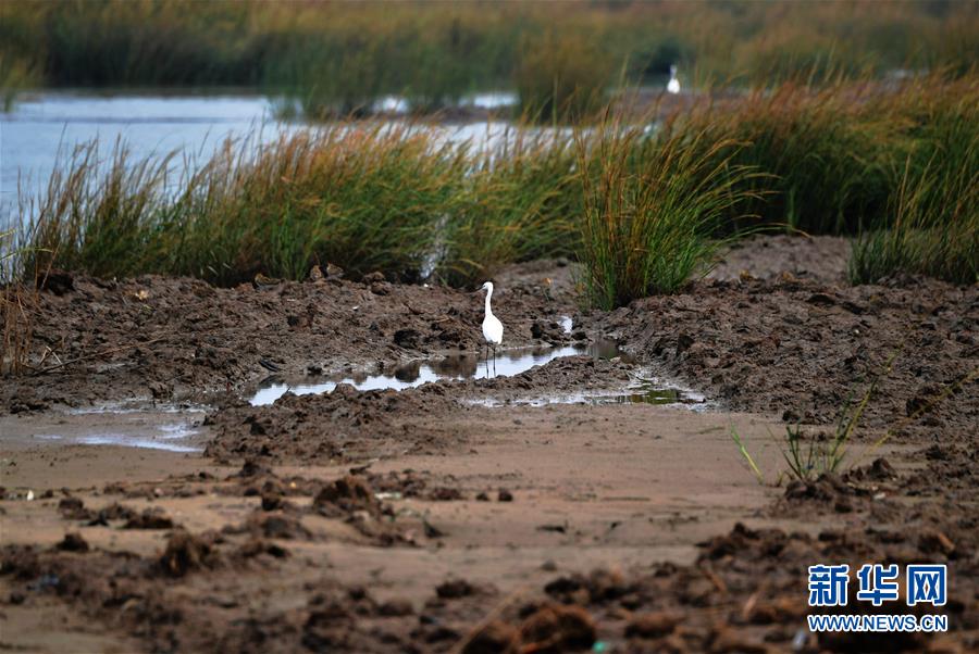 (新華視點·圖文互動)(4)福建10名黨員干部被問責(zé)的背后:7部門十余次執(zhí)法未能有效制止泉州灣濕地圍墾行為