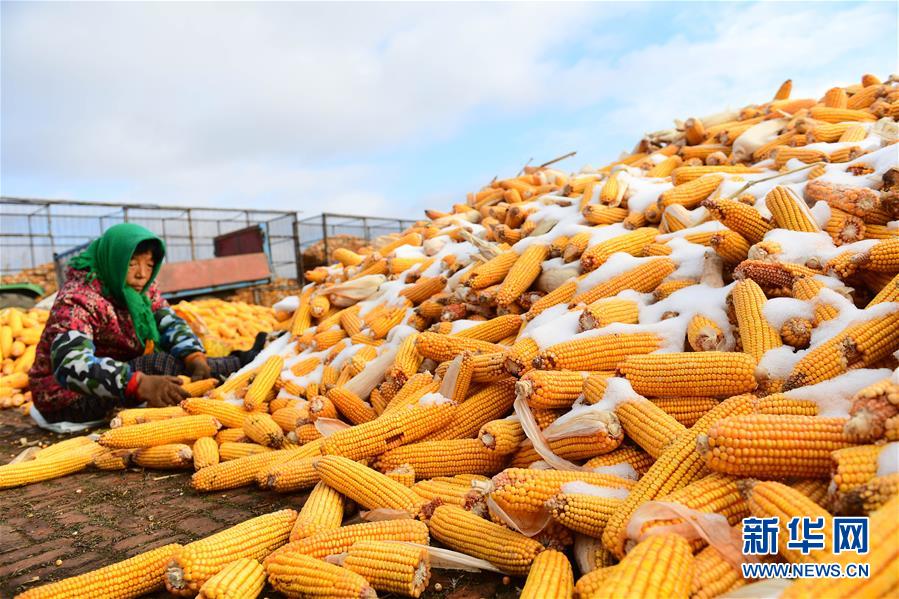 （在習(xí)近平新時(shí)代中國(guó)特色社會(huì)主義思想指引下&mdash;&mdash;新時(shí)代新作為新篇章&middot;鄉(xiāng)村振興戰(zhàn)略&middot;圖文互動(dòng)）（1）吉林榆樹：產(chǎn)糧&ldquo;冠軍縣&rdquo;大旱之年從容應(yīng)對(duì)減產(chǎn)考驗(yàn)