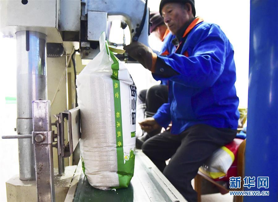 （在習(xí)近平新時(shí)代中國(guó)特色社會(huì)主義思想指引下&mdash;&mdash;新時(shí)代新作為新篇章&middot;鄉(xiāng)村振興戰(zhàn)略&middot;圖文互動(dòng)）（3）吉林榆樹：產(chǎn)糧&ldquo;冠軍縣&rdquo;大旱之年從容應(yīng)對(duì)減產(chǎn)考驗(yàn)