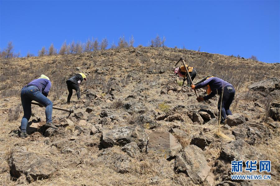 （新華全媒頭條&middot;圖文互動(dòng)）（8）那一抹綠色，走進(jìn)越來(lái)越多人心里&mdash;&mdash;河北塞罕壩續(xù)寫新時(shí)代綠色傳奇