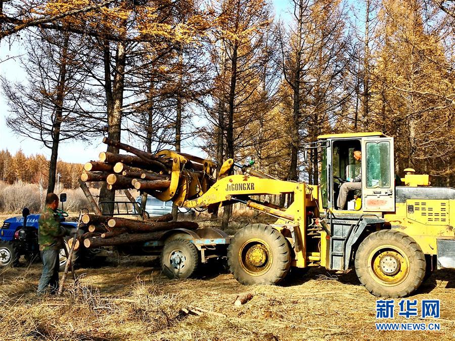 （新華全媒頭條&middot;圖文互動(dòng)）（7）那一抹綠色，走進(jìn)越來(lái)越多人心里&mdash;&mdash;河北塞罕壩續(xù)寫新時(shí)代綠色傳奇