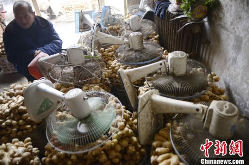 資料圖：山西太原蔬菜批發(fā)市場，姜販用多臺電風(fēng)扇風(fēng)干新鮮潮濕的生姜。<a target='_blank' ><p  align=