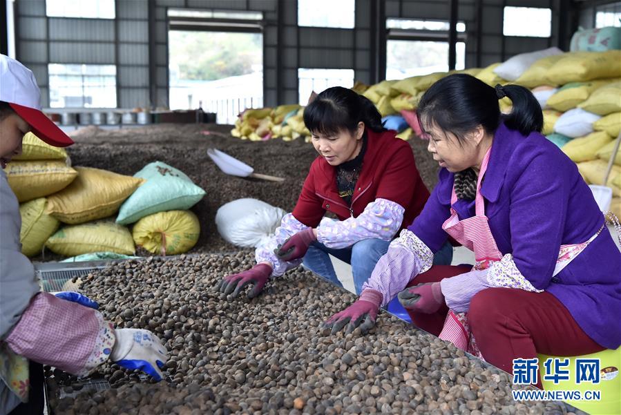 (圖文互動)(1)大山深處的“生態(tài)經(jīng)濟(jì)”