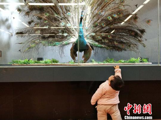 圖為展覽現(xiàn)場?！『h(yuǎn)航 攝