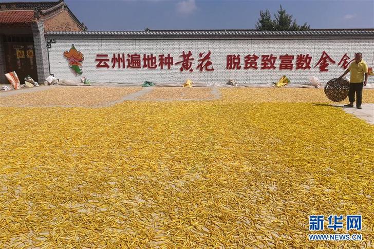 （在習(xí)近平新時代中國特色社會主義思想指引下&mdash;&mdash;新時代新作為新篇章&middot;鄉(xiāng)村振興戰(zhàn)略&middot;圖文互動）（2）一株忘憂草，萬家喜眉梢&mdash;&mdash;山西省大同市云州區(qū)黃花產(chǎn)業(yè)扶貧觀察