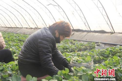 正值隆冬時(shí)節(jié)，山西省長治市長子縣天寒地凍，最低氣溫已有零下十幾度，當(dāng)?shù)氐氖卟舜笈飪?nèi)卻&ldquo;春意盎然&rdquo;、生機(jī)勃勃?！⊥蹙S寧 攝