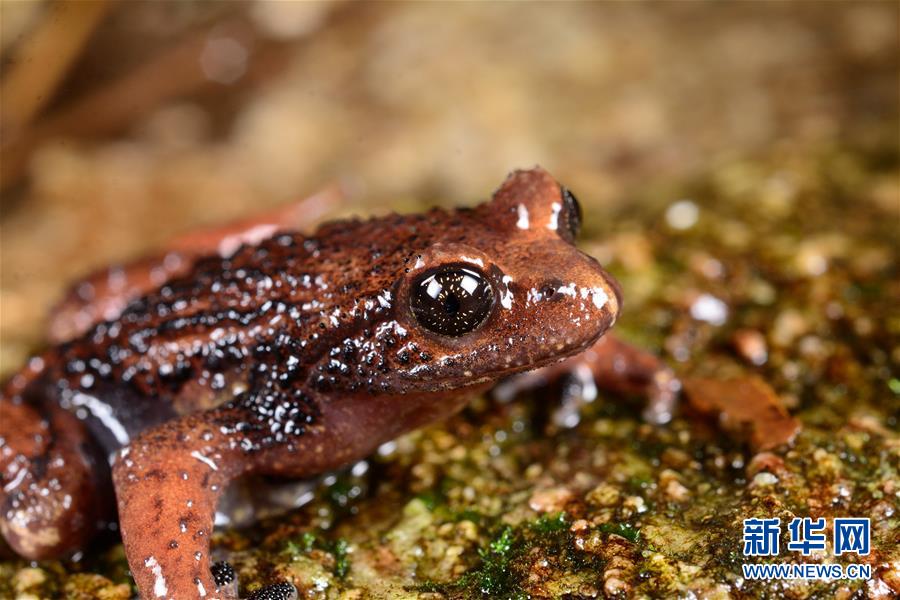 （圖文互動(dòng)）（2）云南高黎貢山發(fā)現(xiàn)兩棲動(dòng)物新種&ldquo;騰沖齒突蟾&rdquo;