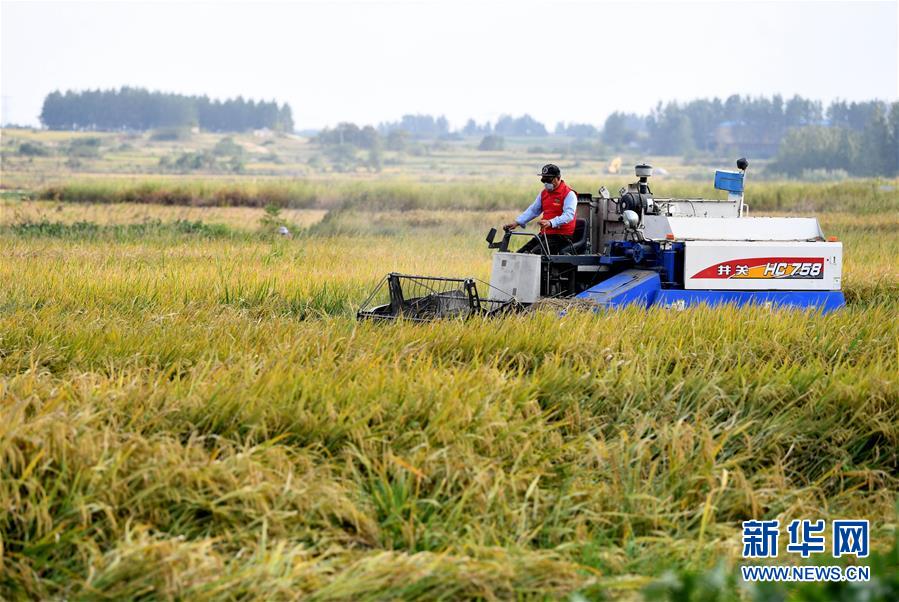 （新華全媒頭條&middot;愛國情 奮斗者&middot;圖文互動）（6）一個村的奮斗，一個時代的巨變&mdash;&mdash;記敢&ldquo;蹚新路&rdquo;的小崗人
