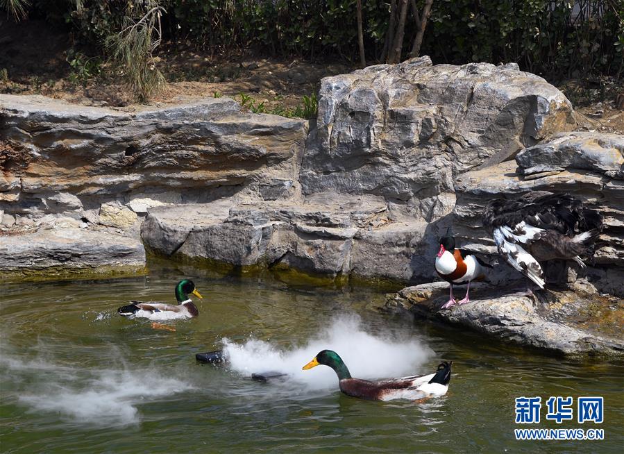 （壯麗70年 奮斗新時代&mdash;&mdash;推動高質(zhì)量發(fā)展調(diào)研行&middot;圖文互動）（1）北京&ldquo;三老&rdquo;現(xiàn)象透視