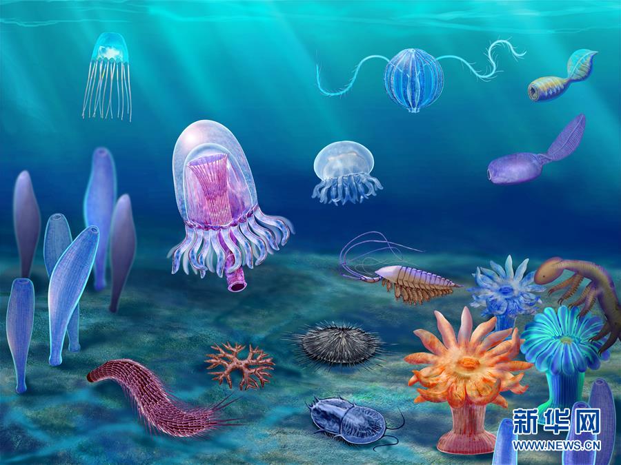 （新華全媒頭條&middot;圖文互動）（15）探尋5億年前&ldquo;生命大爆炸&rdquo;之奧秘&mdash;&mdash;中國科學(xué)家發(fā)現(xiàn)寒武紀(jì)&ldquo;化石寶庫&rdquo;清江生物群紀(jì)實(shí)