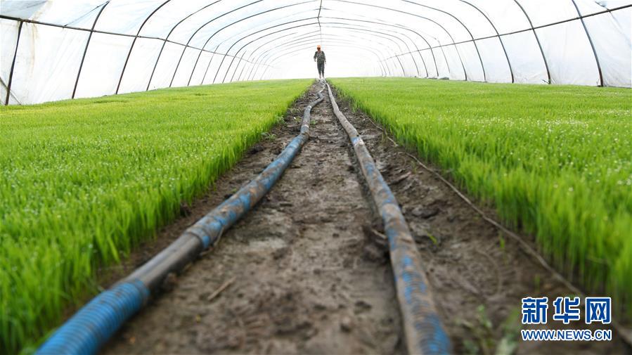 (壯麗70年·奮斗新時(shí)代·圖文互動(dòng))(7)“光腚屯”富了美了——《暴風(fēng)驟雨》原型地黑龍江元寶村振興見聞