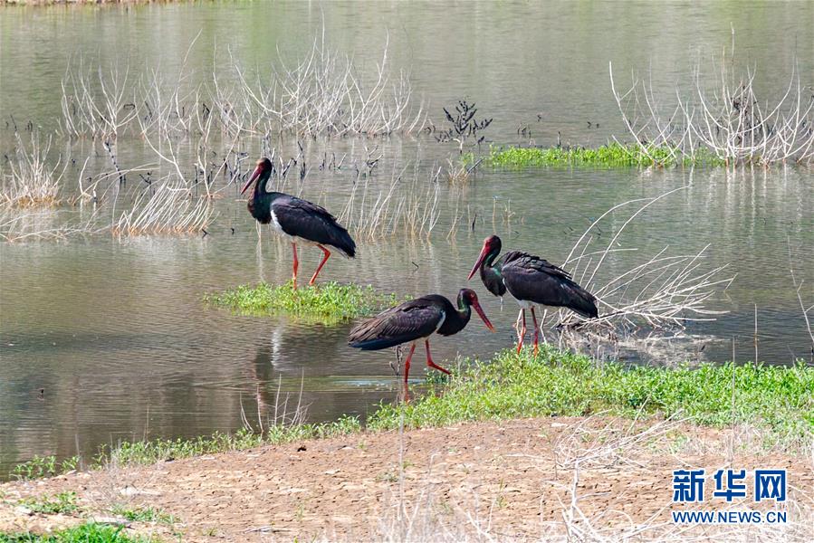（生態(tài)文明建設(shè)&middot;圖文互動(dòng)）（3）從亂河灘到&ldquo;鳥的天堂&rdquo;&mdash;&mdash;一名攝影師鏡頭里的&ldquo;生態(tài)變奏曲&rdquo;