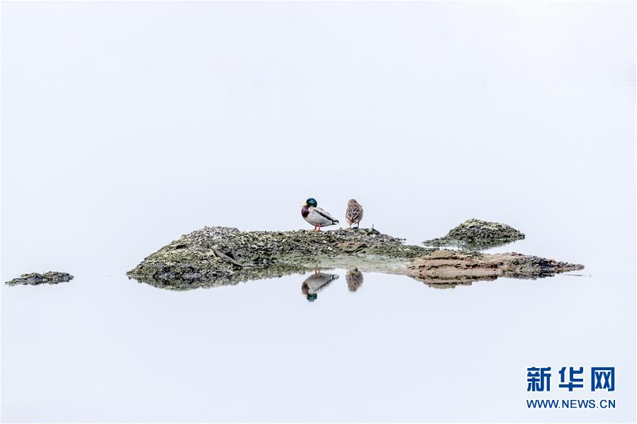 （生態(tài)文明建設(shè)&middot;圖文互動(dòng)）（4）從亂河灘到&ldquo;鳥的天堂&rdquo;&mdash;&mdash;一名攝影師鏡頭里的&ldquo;生態(tài)變奏曲&rdquo;
