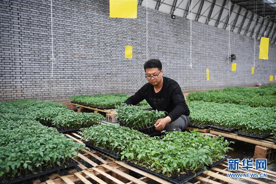 （在習(xí)近平新時代中國特色社會主義思想指引下&mdash;&mdash;新時代新作為新篇章&middot;圖文互動）（8）在綠色田野上書寫青春答卷&mdash;&mdash;幾位&ldquo;新農(nóng)民&rdquo;的返鄉(xiāng)創(chuàng)業(yè)故事