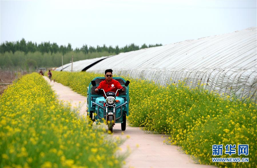 （新華全媒頭條&middot;愛國情 奮斗者&middot;圖文互動）（6）把論文寫在祖國的大地上&mdash;&mdash;中國農(nóng)業(yè)大學(xué)46年扎根河北曲周服務(wù)鄉(xiāng)村振興紀實