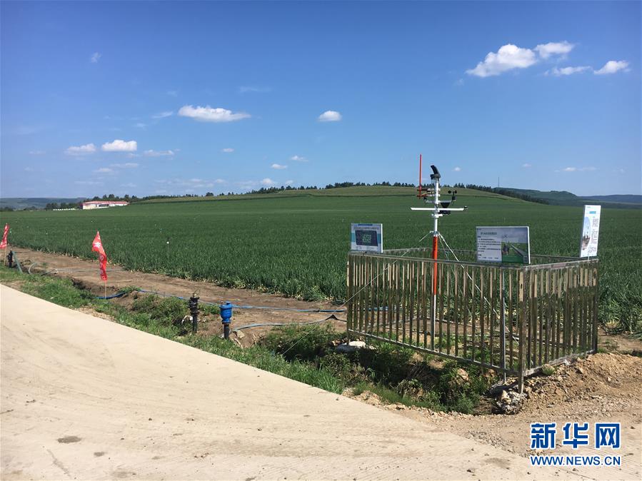 (在習(xí)近平新時(shí)代中國特色社會(huì)主義思想指引下——新時(shí)代新作為新篇章·圖文互動(dòng))(3)牡丹江:小果蔬透著三種“范兒”