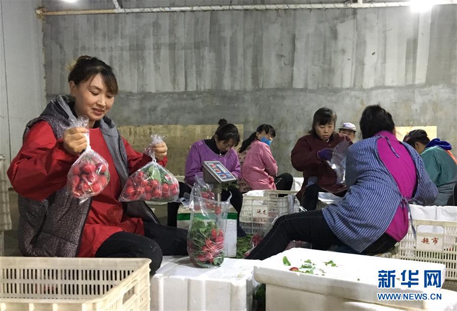 (在習(xí)近平新時(shí)代中國特色社會(huì)主義思想指引下——新時(shí)代新作為新篇章·圖文互動(dòng))(2)牡丹江:小果蔬透著三種“范兒”