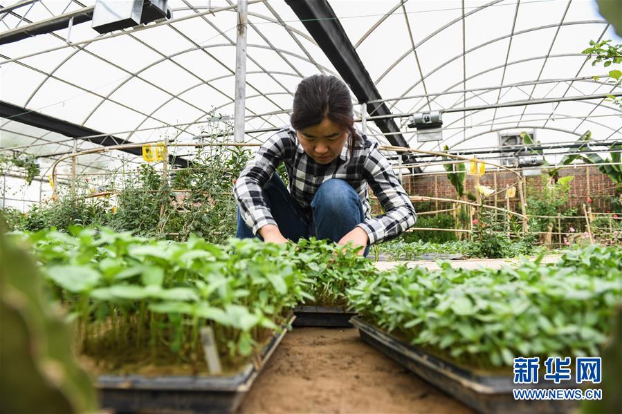 (權(quán)威訪談·聚焦中國(guó)經(jīng)濟(jì)亮點(diǎn)·圖文互動(dòng))(5)防治土地荒漠化 推動(dòng)綠色發(fā)展——專(zhuān)訪國(guó)家林業(yè)和草原局副局長(zhǎng)劉東生