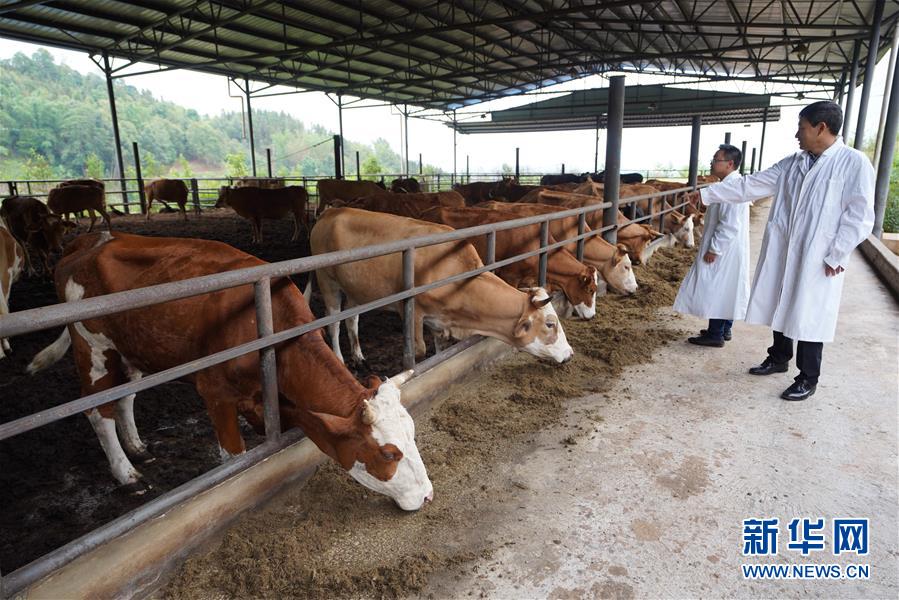 （直過(guò)民族脫貧攻堅(jiān)&middot;圖文互動(dòng)）（4）&ldquo;人類童年&middot;西盟佤部落&rdquo;成長(zhǎng)記