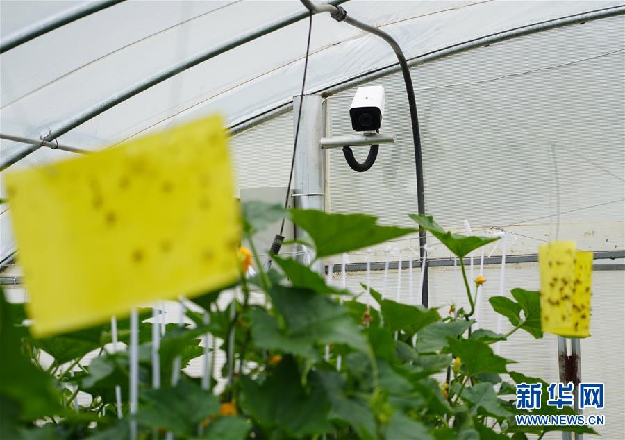 （走基層 聽(tīng)民聲&middot;圖文互動(dòng)）（2）陜西：太白山下種蔬菜 質(zhì)優(yōu)價(jià)高不愁賣