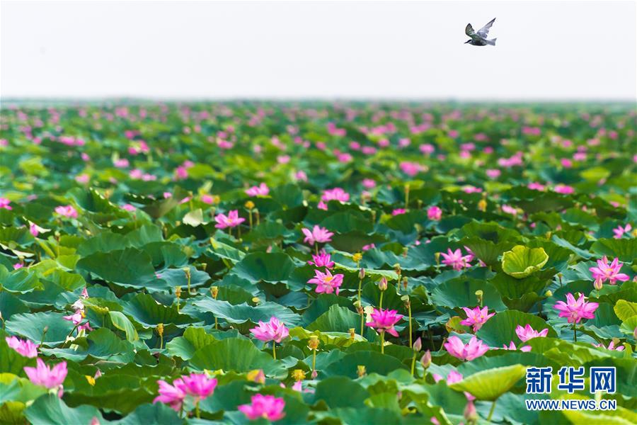 (壯麗70年·奮斗新時(shí)代——共和國(guó)發(fā)展成就巡禮·圖文互動(dòng))(5)潮涌楚天闊——湖北砥礪奮進(jìn)70年譜寫高質(zhì)量發(fā)展華章