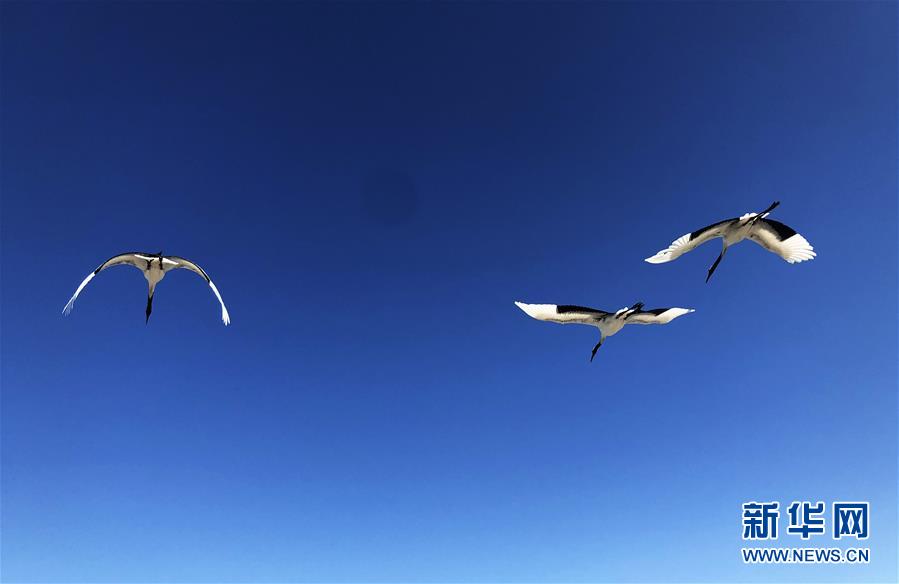 （在習(xí)近平新時(shí)代中國(guó)特色社會(huì)主義思想指引下&mdash;&mdash;新時(shí)代新作為新篇章&middot;圖文互動(dòng)）（3）從&ldquo;人鳥(niǎo)爭(zhēng)食&rdquo; 到&ldquo;人鶴和諧&rdquo;&mdash;&mdash;濕地生態(tài)保護(hù)的&ldquo;扎龍?zhí)剿?rdquo;