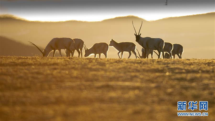 （壯麗70年&middot;奮斗新時(shí)代&mdash;&mdash;共和國發(fā)展成就巡禮&middot;圖文互動）（7）人間奇跡在高原&mdash;&mdash;新中國成立70年西藏發(fā)展成就紀(jì)實(shí)