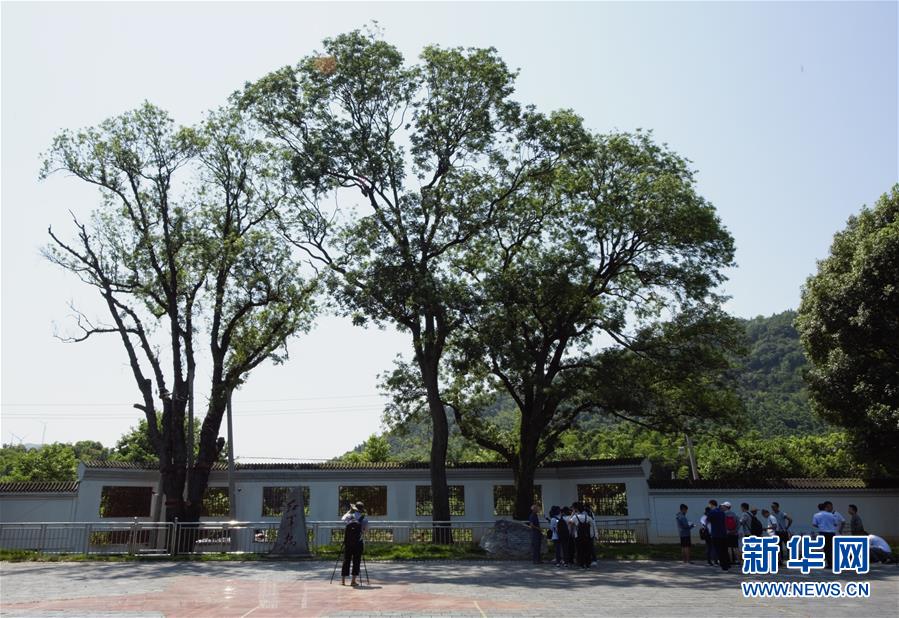 （壯麗70年&middot;奮斗新時代&mdash;&mdash;記者再走長征路&middot;圖文互動）（6）&ldquo;紅軍樹&rdquo;下憶初心、守初心