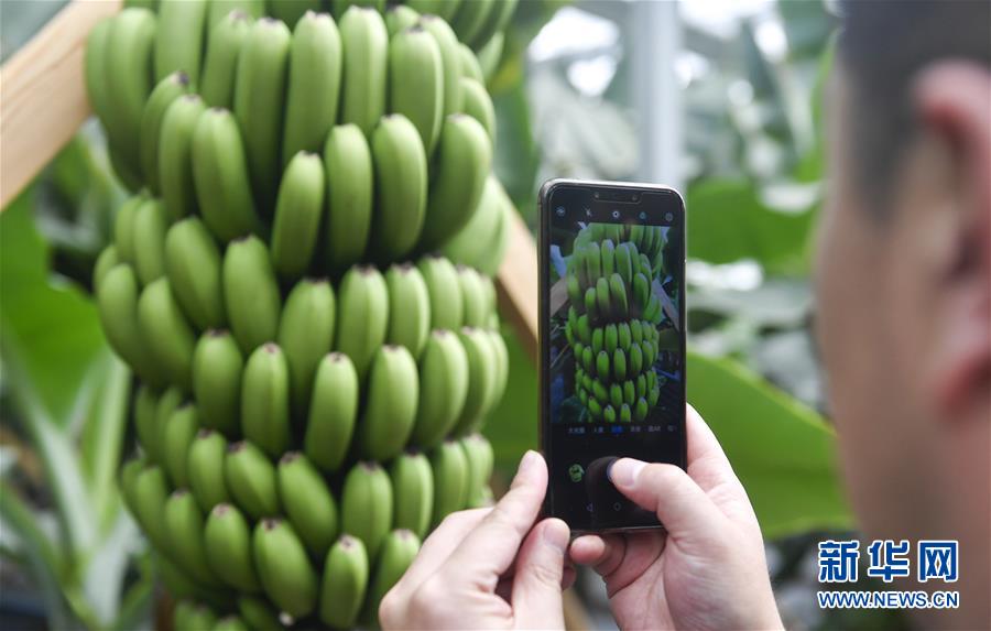 （在習近平新時代中國特色社會主義思想指引下&mdash;&mdash;新時代新作為新篇章&middot;圖文互動）（1）吉林萬昌現(xiàn)代農業(yè)發(fā)展先導區(qū)&ldquo;三變&rdquo; 