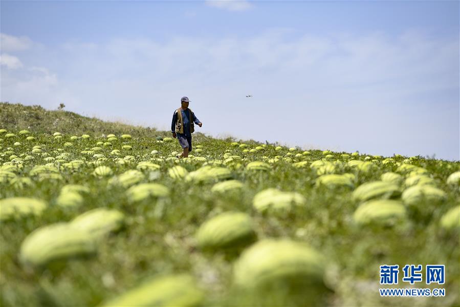 （壯麗70年&middot;奮斗新時(shí)代&mdash;&mdash;共和國(guó)發(fā)展成就巡禮&middot;圖文互動(dòng)）（4）生態(tài)美、百姓富&mdash;&mdash;品讀嶄新&ldquo;寧夏畫(huà)卷&rdquo;