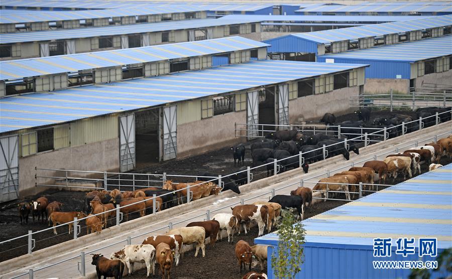 （壯麗70年&middot;奮斗新時(shí)代&mdash;&mdash;共和國(guó)發(fā)展成就巡禮&middot;圖文互動(dòng)）（11）生態(tài)美、百姓富&mdash;&mdash;品讀嶄新&ldquo;寧夏畫(huà)卷&rdquo;