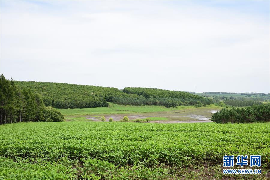 （在習(xí)近平新時(shí)代中國(guó)特色社會(huì)主義思想指引下&mdash;&mdash;新時(shí)代新作為新篇章&middot;圖文互動(dòng)）（2）向林木要錢(qián)，讓綠樹(shù)生金&mdash;&mdash;黑龍江省拜泉縣發(fā)展綠色經(jīng)濟(jì)助脫貧