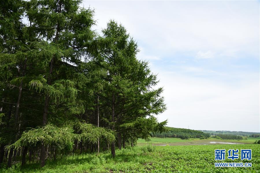 （在習(xí)近平新時(shí)代中國(guó)特色社會(huì)主義思想指引下&mdash;&mdash;新時(shí)代新作為新篇章&middot;圖文互動(dòng)）（1）向林木要錢(qián)，讓綠樹(shù)生金&mdash;&mdash;黑龍江省拜泉縣發(fā)展綠色經(jīng)濟(jì)助脫貧