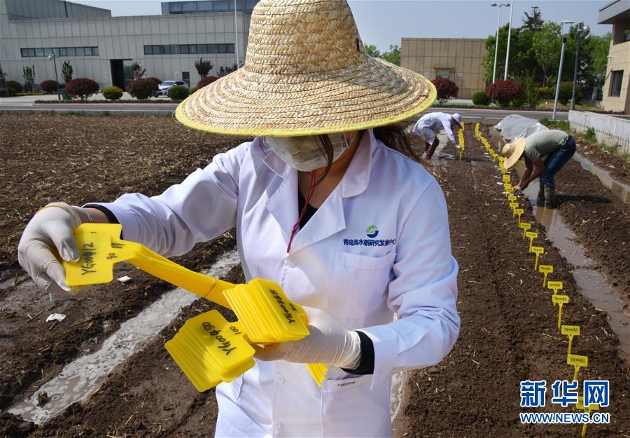 （壯麗70年&middot;奮斗新時代&mdash;&mdash;共和國發(fā)展成就巡禮）（10）看今朝齊風魯韻　七十載芳華正勁&mdash;&mdash;新中國成立以來山東領先發(fā)展紀實