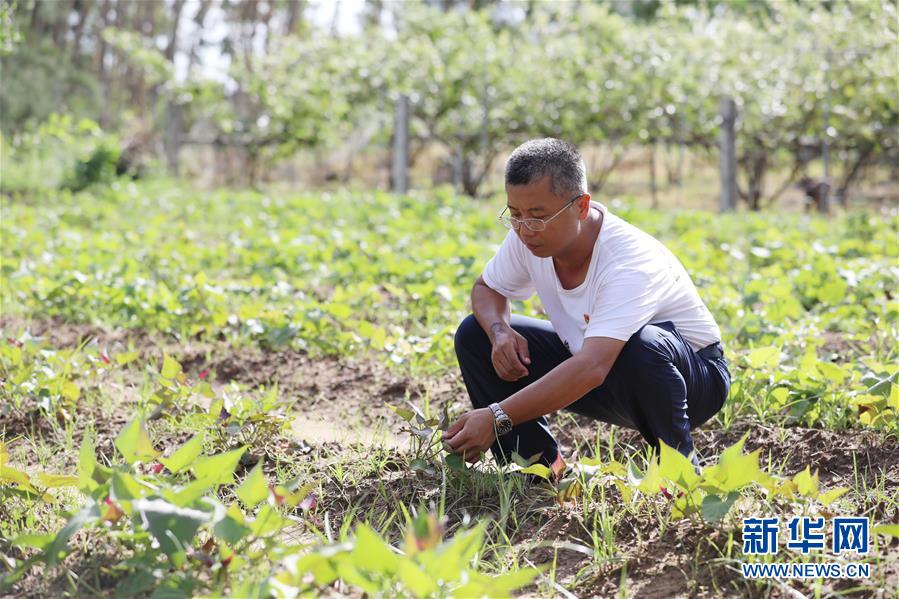 （不忘初心、牢記使命&middot;圖文互動(dòng)）（4）&ldquo;上天入地&rdquo;也要帶領(lǐng)鄉(xiāng)親脫貧&mdash;&mdash;記廣東那毛村駐村第一書記彭彬