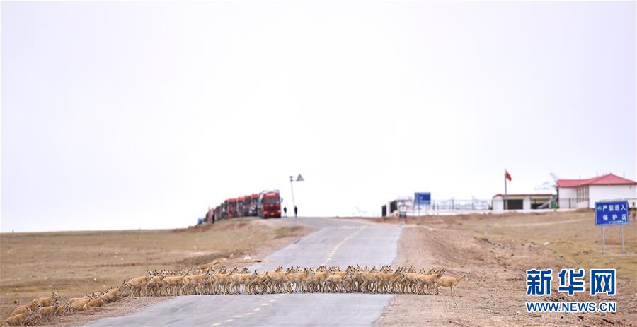 (新華全媒頭條·圖文互動(dòng))(4)確保“中華水塔”碧水東流——中國三江源生態(tài)保護(hù)報(bào)告