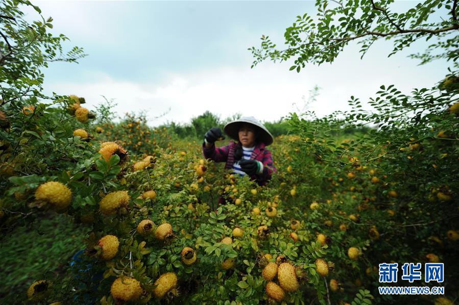 (全面深化改革·圖文互動(dòng))(3)“減”出效益 “融”出特色 “服”出動(dòng)力——貴州推進(jìn)農(nóng)村產(chǎn)業(yè)結(jié)構(gòu)調(diào)整觀察