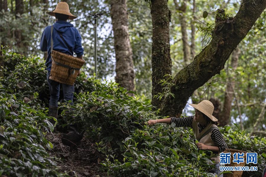 (新華全媒頭條·決戰(zhàn)決勝脫貧攻堅(jiān)·圖文互動(dòng))(3)為了人與自然和諧共生——云南“三江并流”地區(qū)決戰(zhàn)精準(zhǔn)脫貧的“生態(tài)畫卷”